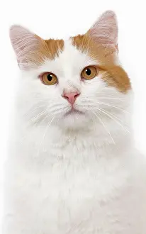Vans: Cat - Turkish Van in studio