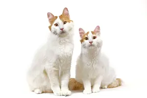 Vans: Cat - Turkish Van in studio