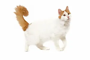 Jean-michel Labat: Cat - Turkish Van in studio
