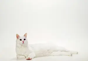 Vans: CAT Turkish Van, White, Odd - Eyed