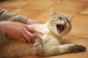 Master: Cat unwilling to be disturbed by his master France