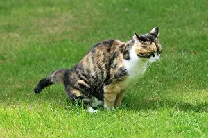 Toileting: Cat - urinating