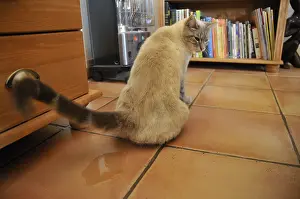 Excretion: Cat urinating near a piece of furniture inside France