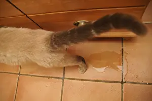 Excretion: Cat from urinating beside a piece of furniture inside