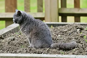 Toileting: Cat - urinating in soft soil