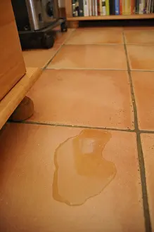 Excretion: Cat urine near a piece of furniture inside
