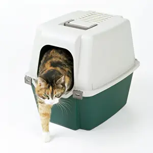 Tray: CAT - using covered litter tray