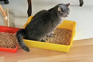 Tray: Cat - using litter tray