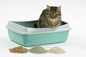 Tray: Cat - using litter tray