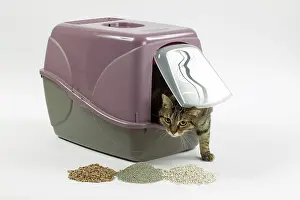 Tray: Cat - using litter tray