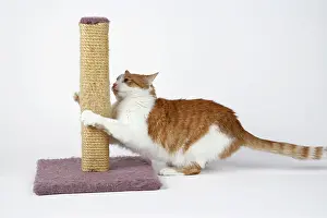 Sharpen: CAT - using scratching post to sharpen claws