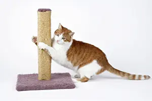 Sharpen: Cat - using scratching post to sharpen claws