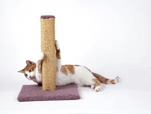 Sharpen: Cat - using scratching post to sharpen claws