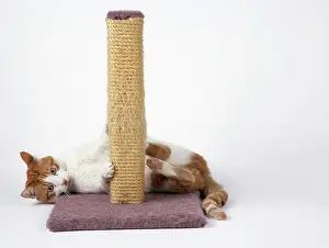 Sharpen: Cat - using scratching post to sharpen claws