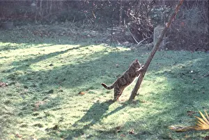 Posts: CAT - using scratching post to sharpen claws in garden