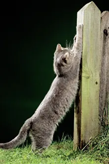 Sharpen: CAT - using scratching post to sharpen claws at night