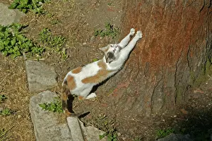 Sharpen: CAT - using scratching post to sharpen claws on tree bark