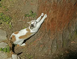 Sharpen: CAT - using scratching post to sharpen claws on tree bark