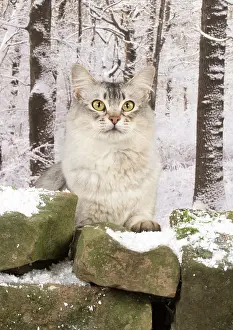 Somalis: Cat usual silver Somali