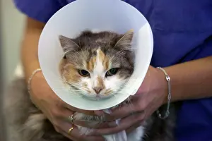 Wimples: Cat - With vet. Wearing a wimple