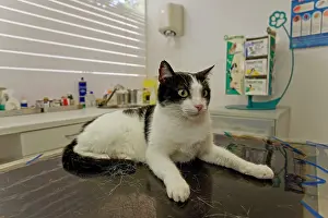 Unwell: Cat - on vets table