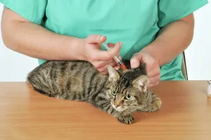 Injections: CAT. at vets being vaccinated
