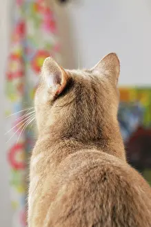 Pick: CAT. Back view of cat with ears rotated to pick
