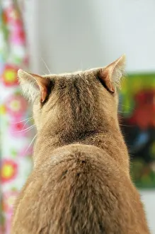 Pick: CAT. Back view of cat with ears rotated to pick