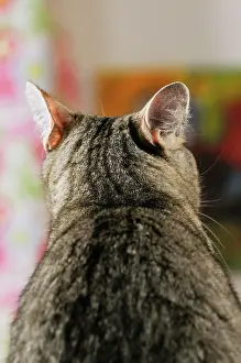 Pick: CAT. Back view of cat with ears rotated to pick