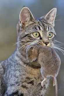 Hunted: A cat with a vole in the mouth Haut Rhin