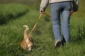 Master: Cat walk with his master held by a harness