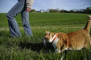Master: Cat walk with his master held by a harness