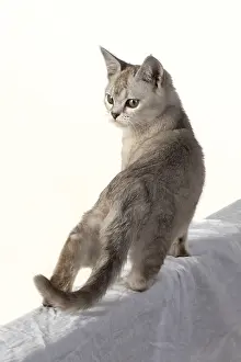 010519: CAT. walking away, back view, studio