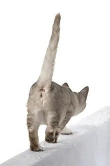 010519: CAT. walking away, back view, on white, studio