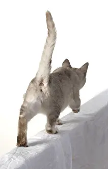 010519: CAT. walking away, back view, on white, studio