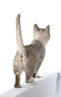 010519: CAT. walking away, back view, on white, studio