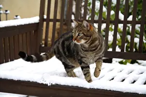Benches: Cat walking on a bench covered with snow