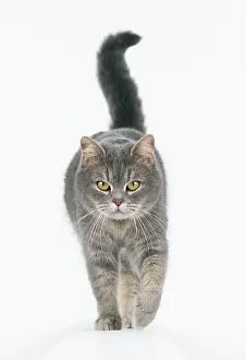 Level: CAT - Walking towards camera