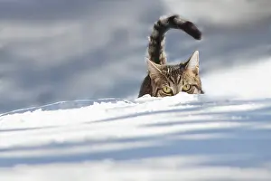 Lurk: Cat walking through fresh snow, Bavaria, Germany