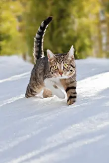 Lurk: Cat walking through fresh snow, Bavaria, Germany