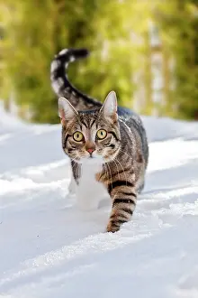 Lurk: Cat walking through fresh snow, Bavaria, Germany