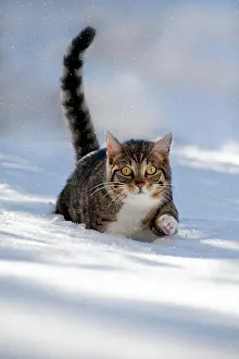 Creeps: Cat walking through fresh snow, Bavaria, Germany
