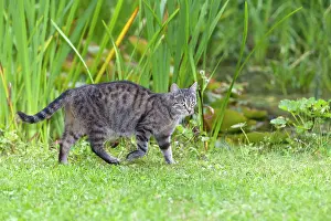 Cat - walking through garden