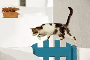 Stray: Cat - walking over gate - Stray
