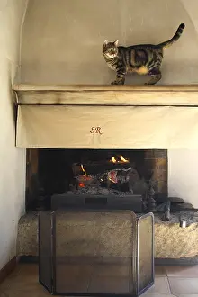 Rooms: Cat walking on the ledge of a chimney