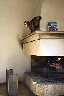 Rooms: Cat walking on the ledge of a chimney