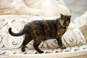 Tortoiseshells: Cat - walking on marble monuments