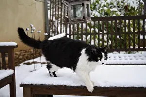 Tables: Cat walking on a table covered with snow
