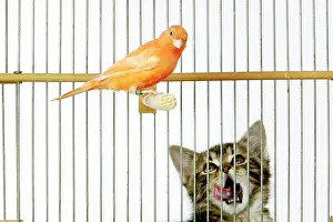 Caged: Cat - watching caged Canary bird, licking lips