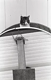 Lost: Cat watching from the top Refuge of Beauregard France